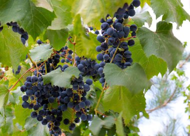 Hasatın bir parçası olarak olgun kırmızı üzümler.