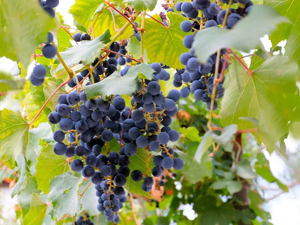 Lovely Ripe Sweet Red Grapes Part Harvest — Stock Photo, Image
