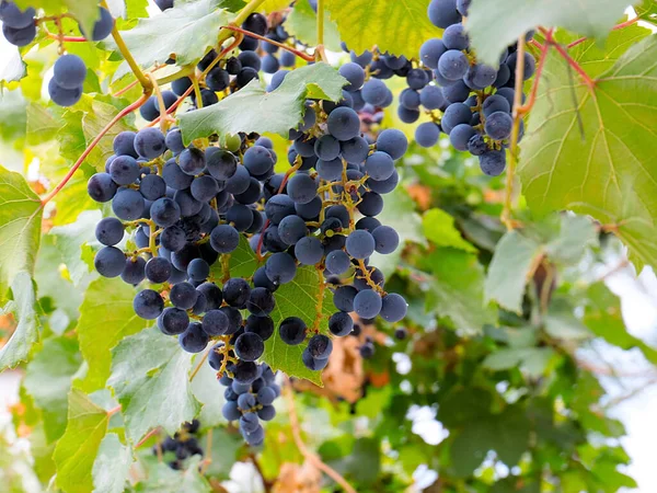Hasatın bir parçası olarak olgun kırmızı üzümler.