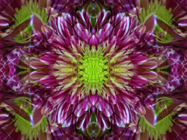 Farbe Erstaunliche Muster Beim Fotografieren Von Blumen Spiegeln — Stockfoto