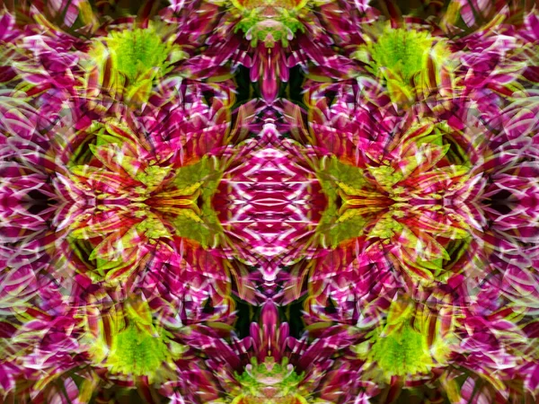 Färg Fantastiska Mönster När Fotograferar Blommor Speglar — Stockfoto