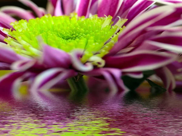 Отражение Красивой Красной Хризантемы Спокойной Воде — стоковое фото