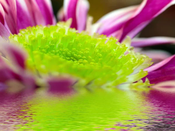 Reflexion Der Schönen Roten Chrysantheme Ruhigem Wasser — Stockfoto