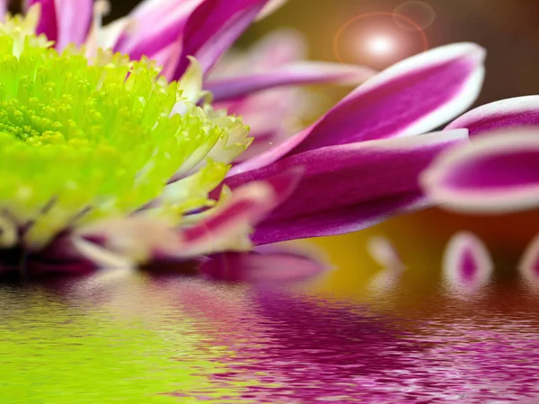 Reflexion Der Schönen Roten Chrysantheme Ruhigem Wasser — Stockfoto