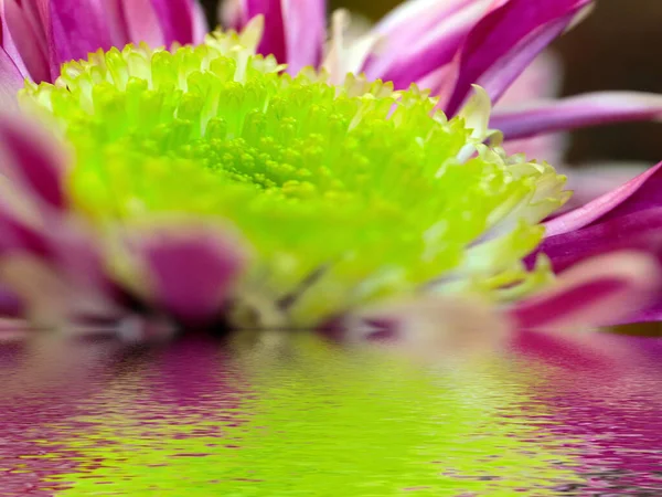 Reflexion Der Schönen Roten Chrysantheme Ruhigem Wasser — Stockfoto