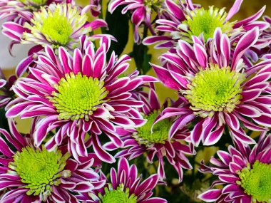 Bayram hediyesi olarak güzel kırmızı kasımpatılar.