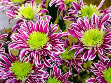 Bayram hediyesi olarak güzel kırmızı kasımpatılar.