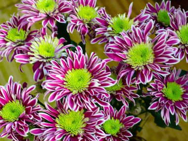 Bayram hediyesi olarak güzel kırmızı kasımpatılar.