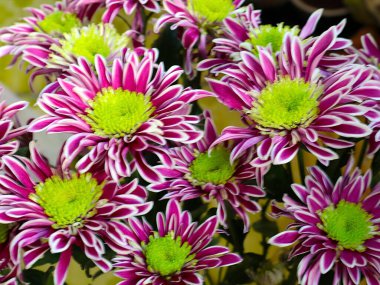 Bayram hediyesi olarak güzel kırmızı kasımpatılar.