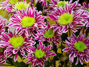 Bayram hediyesi olarak güzel kırmızı kasımpatılar.