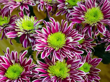 Bayram hediyesi olarak güzel kırmızı kasımpatılar.