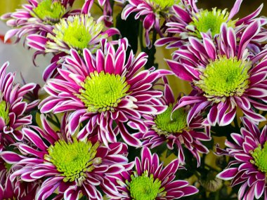 Bayram hediyesi olarak güzel kırmızı kasımpatılar.