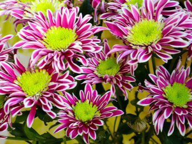 Bayram hediyesi olarak güzel kırmızı kasımpatılar.