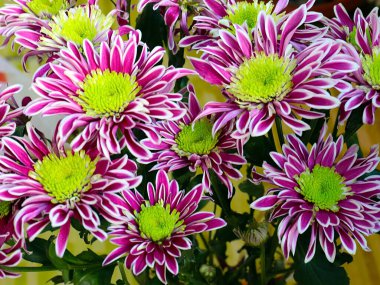 Bayram hediyesi olarak güzel kırmızı kasımpatılar.