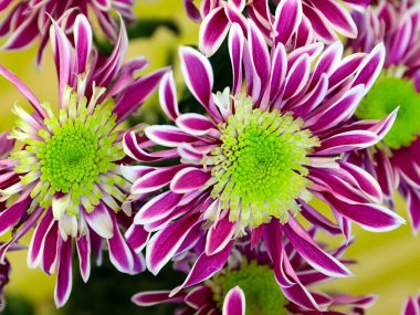 Bayram hediyesi olarak güzel kırmızı kasımpatılar.