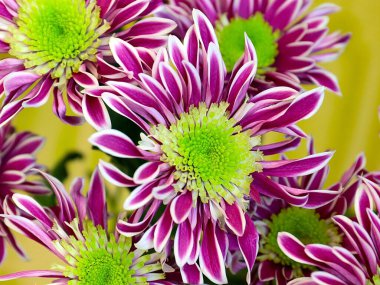 Bayram hediyesi olarak güzel kırmızı kasımpatılar.