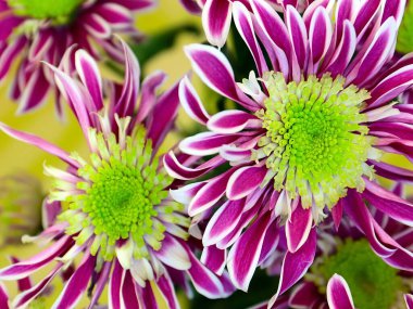 Bayram hediyesi olarak güzel kırmızı kasımpatılar.