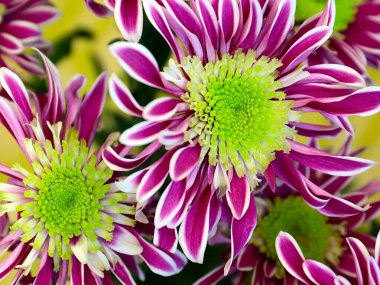 Bayram hediyesi olarak güzel kırmızı kasımpatılar.