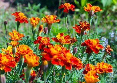 Güzel çiçek astarı bahçedeki çimlerde kadife çiçekleri