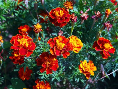 Güzel çiçek astarı bahçedeki çimlerde kadife çiçekleri