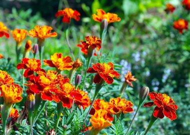 Güzel çiçek astarı bahçedeki çimlerde kadife çiçekleri