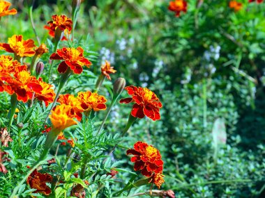 Güzel çiçek astarı bahçedeki çimlerde kadife çiçekleri