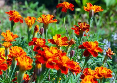 Güzel çiçek astarı bahçedeki çimlerde kadife çiçekleri