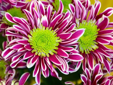 Güzel çiçek kırmızı kasımpatı aşkın ve refahın sembolü.