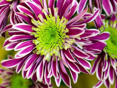 Güzel çiçek kırmızı kasımpatı aşkın ve refahın sembolü.