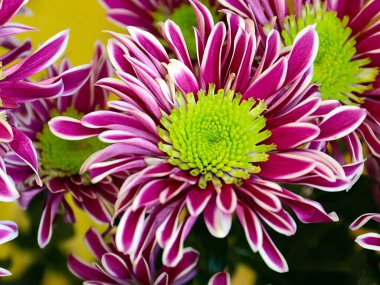 Güzel çiçek kırmızı kasımpatı aşkın ve refahın sembolü.