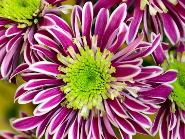 Güzel çiçek kırmızı kasımpatı aşkın ve refahın sembolü.