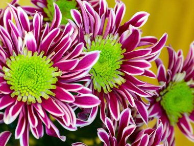 Güzel çiçek kırmızı kasımpatı aşkın ve refahın sembolü.