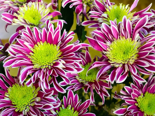 Bayram hediyesi olarak güzel kırmızı kasımpatılar.