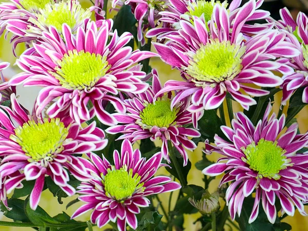 Schöne Rote Chrysanthemen Als Geschenk Für Den Urlaub — Stockfoto