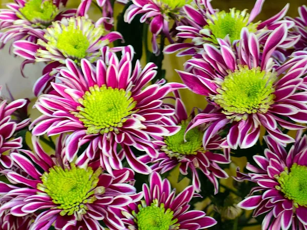 Bayram hediyesi olarak güzel kırmızı kasımpatılar.