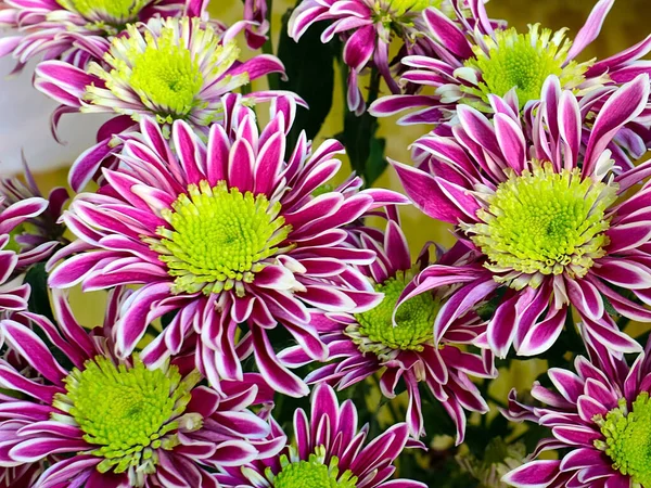 Bayram hediyesi olarak güzel kırmızı kasımpatılar.