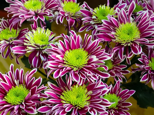 Bayram hediyesi olarak güzel kırmızı kasımpatılar.