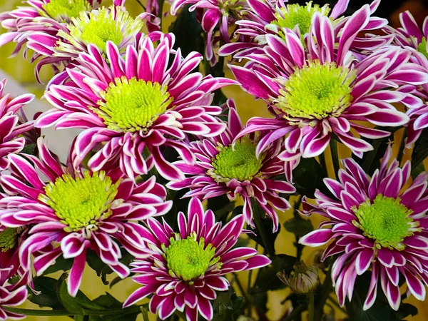 Bayram hediyesi olarak güzel kırmızı kasımpatılar.