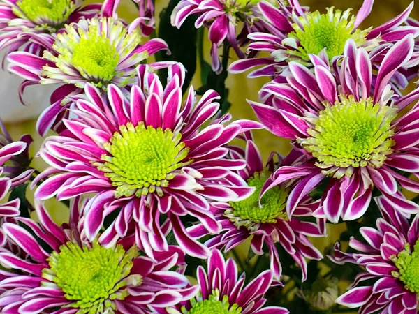 Bayram hediyesi olarak güzel kırmızı kasımpatılar.