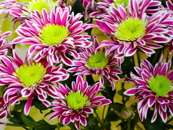 Bayram hediyesi olarak güzel kırmızı kasımpatılar.