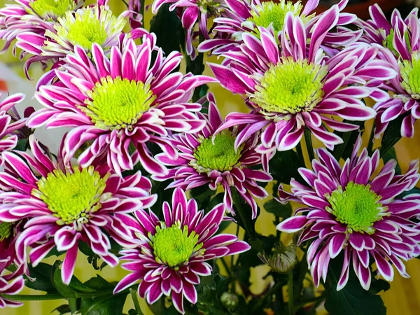 Bayram hediyesi olarak güzel kırmızı kasımpatılar.