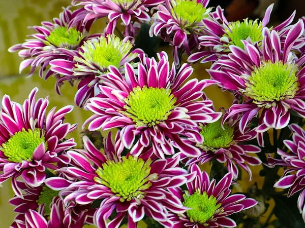 Bayram hediyesi olarak güzel kırmızı kasımpatılar.