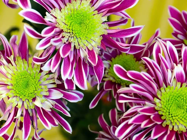 Beaux Chrysanthèmes Rouges Comme Cadeau Pour Des Vacances — Photo