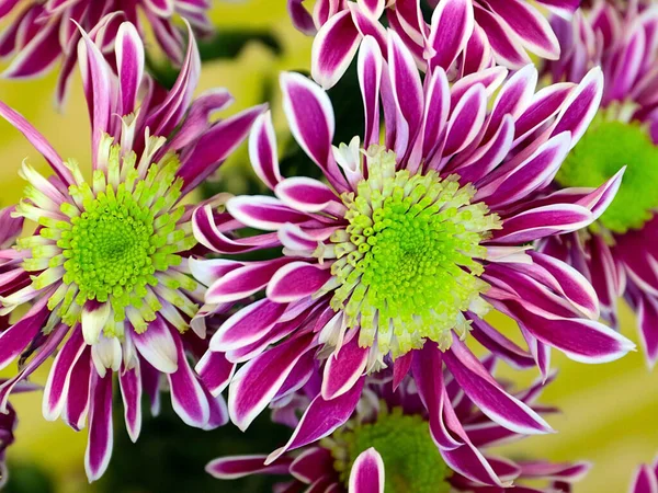 Bayram hediyesi olarak güzel kırmızı kasımpatılar.