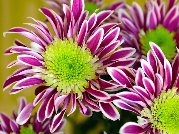 Bayram hediyesi olarak güzel kırmızı kasımpatılar.