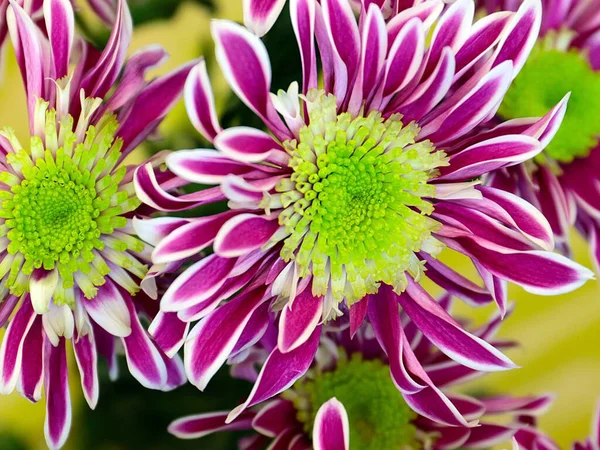 Bayram hediyesi olarak güzel kırmızı kasımpatılar.