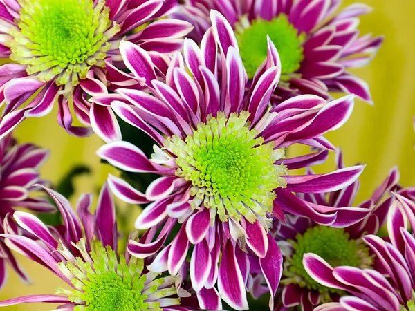 Bayram hediyesi olarak güzel kırmızı kasımpatılar.