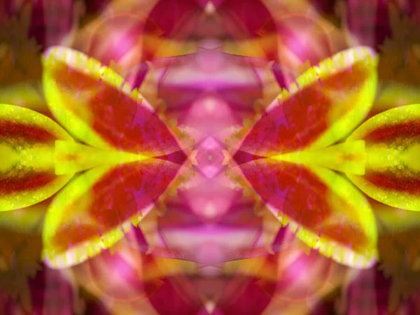 Kaleydoskoptaki doğal bitkinin güzel çiçek deseni