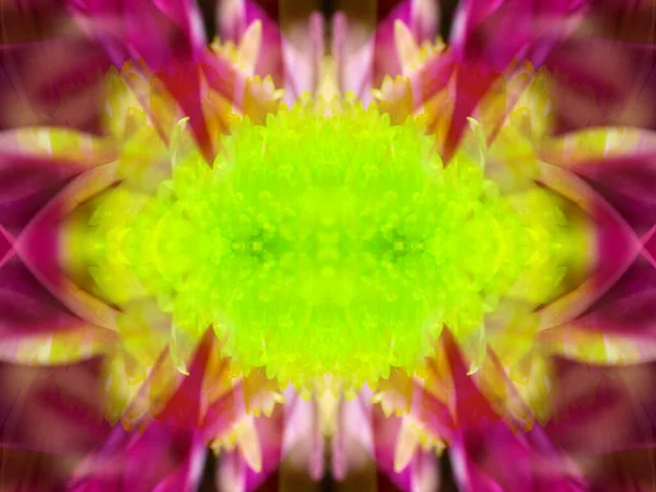 Красивий Квітковий Візерунок Природної Рослини Калейдоскопі — стокове фото