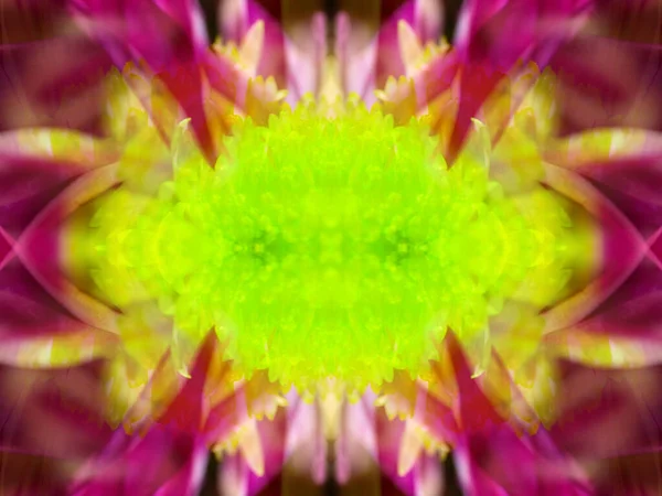 Kaleydoskoptaki doğal bitkinin güzel çiçek deseni